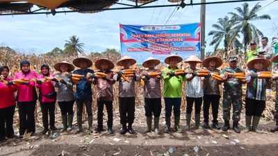 Dipimpin Langsung Presiden Prabowo secara Virtual, Polres Simalungun Sukseskan Panen Raya Jagung Serentak Kuartal II 2026 di Nagori Muara Mulia.