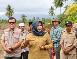 Rehabilitasi Lahan Pertanian Tangga Bosi Tuntas, Pemkab Madina Kejar Pemulihan Produksi Padi.