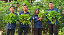    Wujudkan Kemandirian Pangan Rutan Kelas IIB Tanjung Pura Panen 30 Kilogram Daun Singkong dari Lahan Ketahanan Pangan.