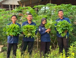    Wujudkan Kemandirian Pangan Rutan Kelas IIB Tanjung Pura Panen 30 Kilogram Daun Singkong dari Lahan Ketahanan Pangan.