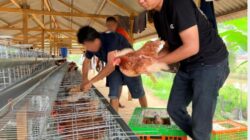Perkuat Program Ketahanan Pangan Rutan Kelas IIB Tanjung Pura Laksanakan Penambahan 70 Ekor Ayam Petelur Tahap II.