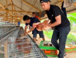 Perkuat Program Ketahanan Pangan Rutan Kelas IIB Tanjung Pura Laksanakan Penambahan 70 Ekor Ayam Petelur Tahap II.